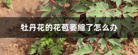 牡丹花苞露色到开花需要多久