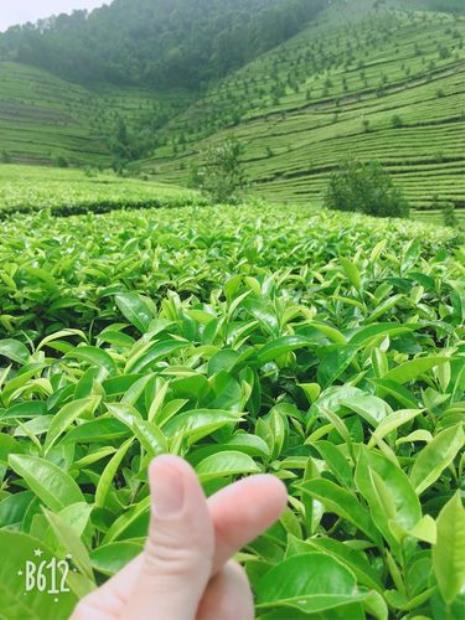 雨后茶山美句