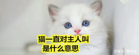 猫咪为什么冲着主人叫