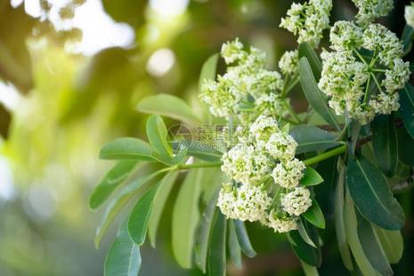 用什么软件可以查各种树木花草