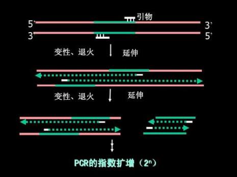 引物图怎么绘制