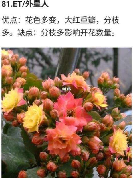 四月份长寿花还能开花吗