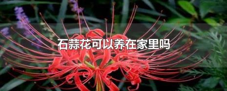 石蒜花适合在家里养殖吗