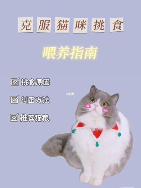 新手养猫必备知识