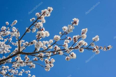 杏树长了十几年不开花怎么办