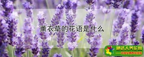 1到99的花语是什么