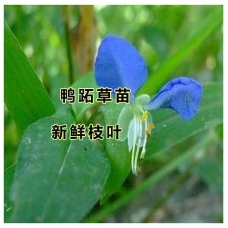 鹅菜还是儿菜