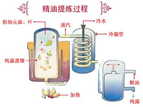 怎么提炼花精油