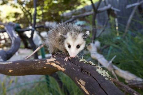 opossum是什么动物