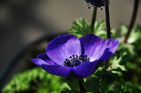 以色列国花银莲花什么颜色