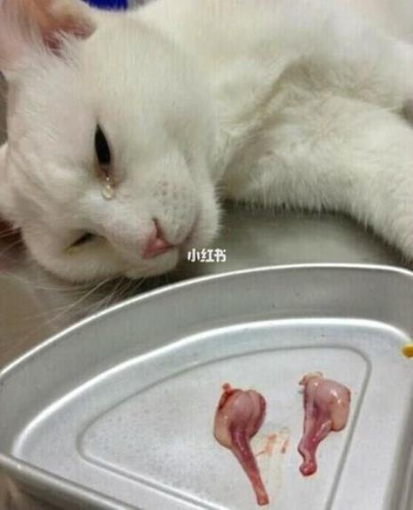 猫咪能直接绝育吗