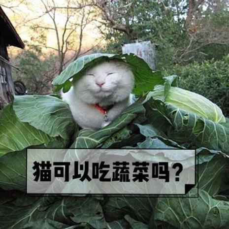 猫能吃香菜吗