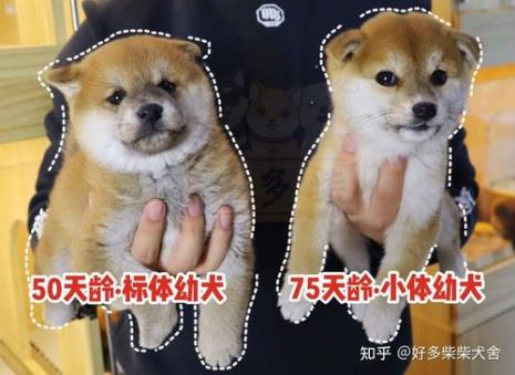 母柴犬比公柴犬体型大怎么回事