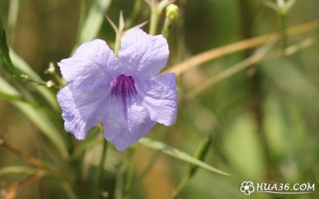 蓝花莉跟翠芦莉区别