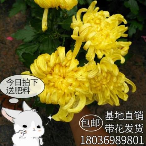 菊花九月份了还不见花苞怎么办