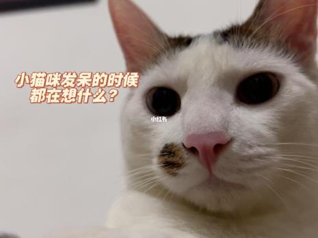 不知道猫咪什么时间生产怎么办