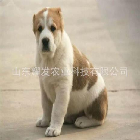 中亚牧羊犬是杜高犬吗