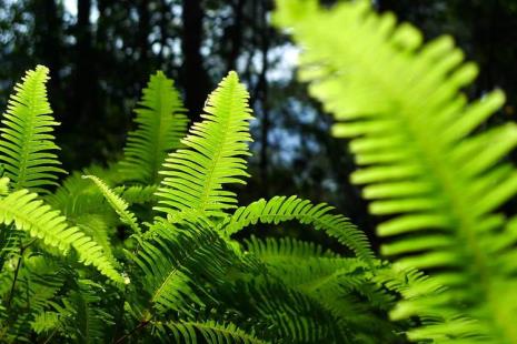 丘陵山地植物种类及特点