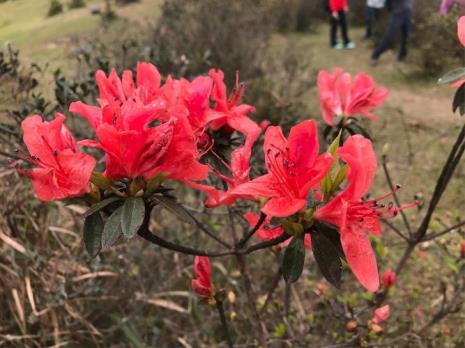 什么山花红艳艳