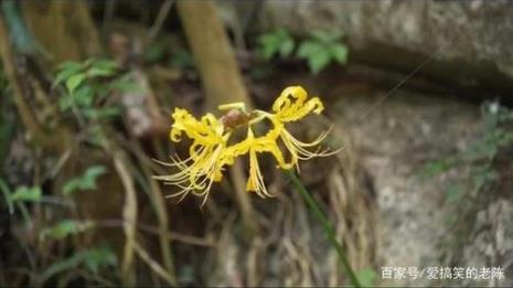 黄色彼岸花文案