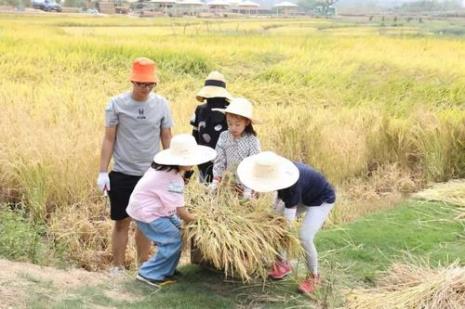 稻子芽掉了还会不会出来