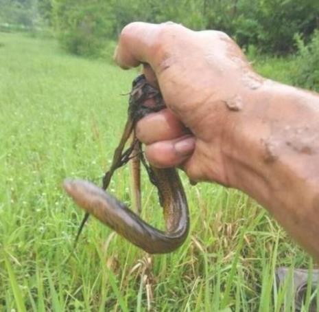 黄鳝有几种品种