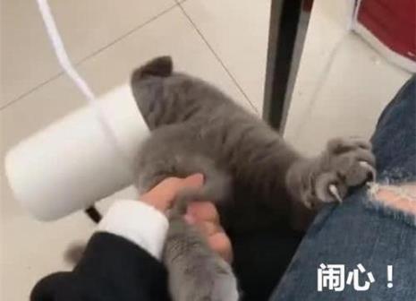 小猫身体发软一动不动