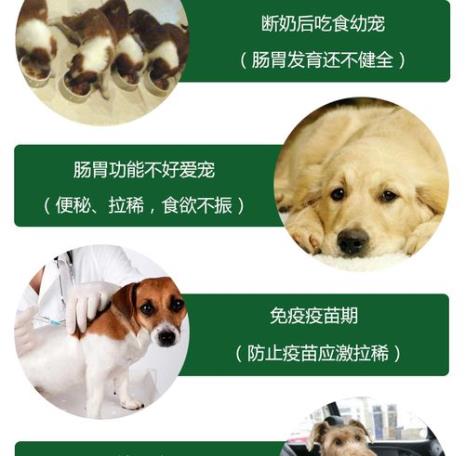 肠胃型犬瘟吃什么药