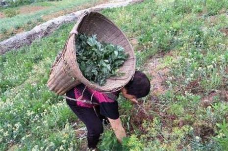 刚开始种植艾草需要注意什么