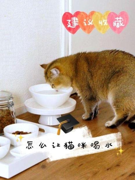 怎么让猫咪喝自己水盆里的水