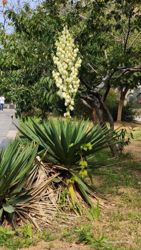 凤尾丝兰有几种花色