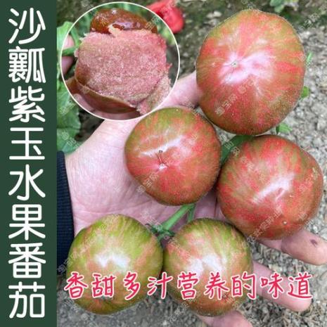 紫玉公主的种植方法