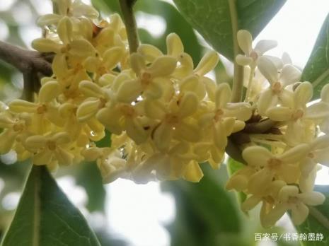 雨天桂花文案