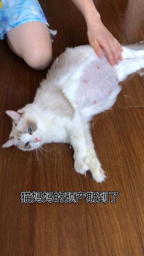 猫咪生崽有哪些情况