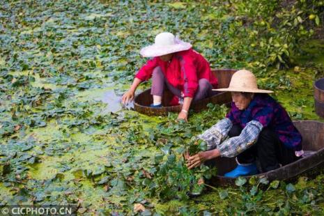 东北适合种植什么菱角