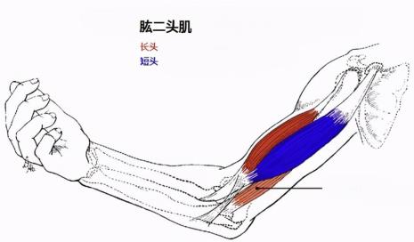 肱二头肌可以天天锻炼吗