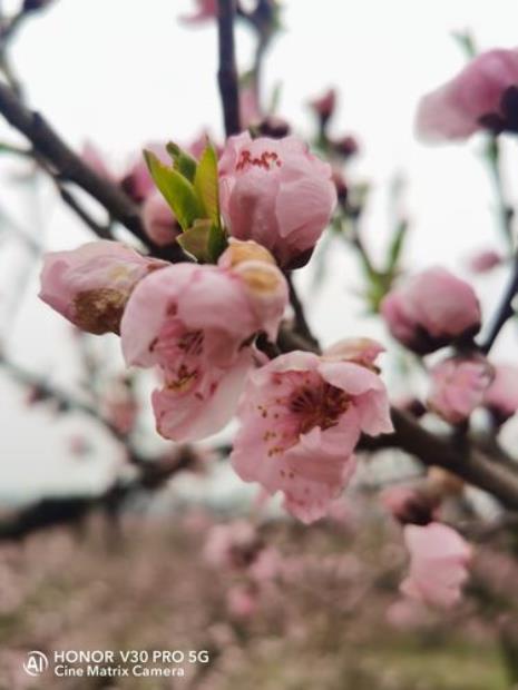 桃未芳菲李未红的意思