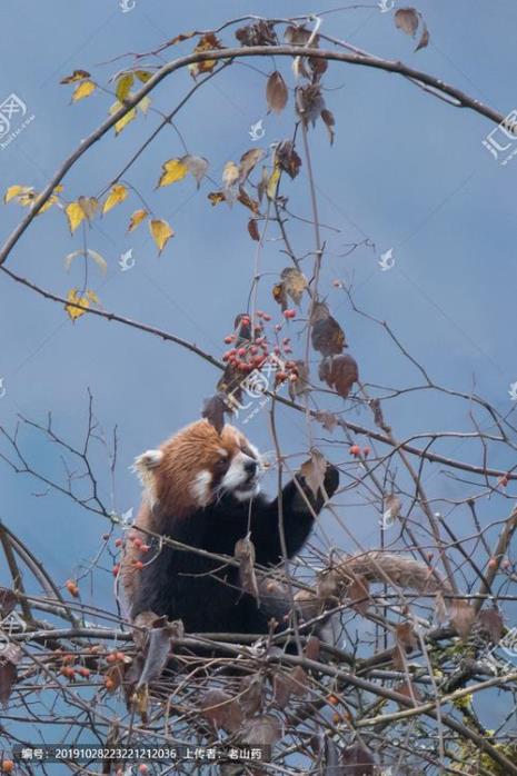 小熊猫为什么可以自由走动