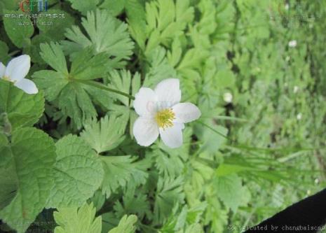 银莲花开花以后如何管理