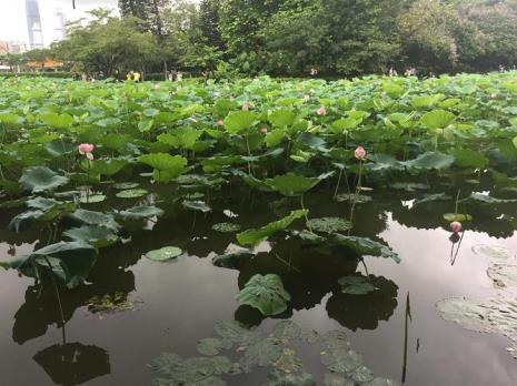 阴雨连绵妻独宿下一句是什么