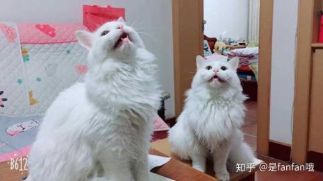 狮子猫为什么是短毛