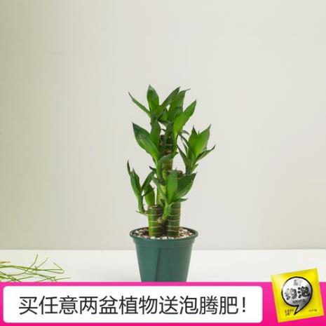 水植节节高怎么养