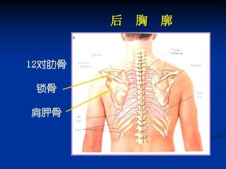 人的肋条位置