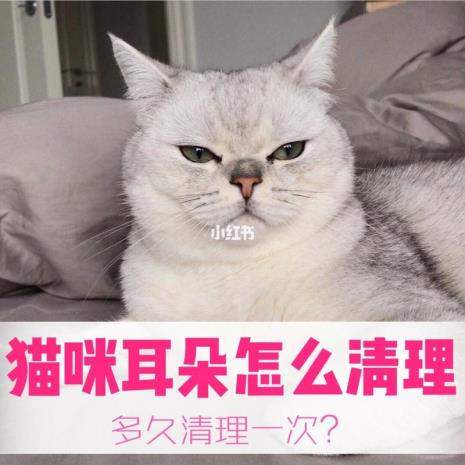 猫耳垢怎么清理