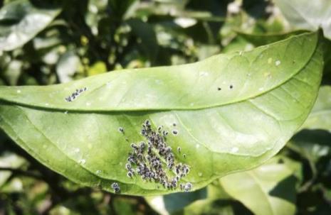 黑刺粉虱怎么防治