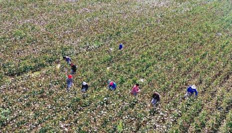 百亩棉花地请几个工人