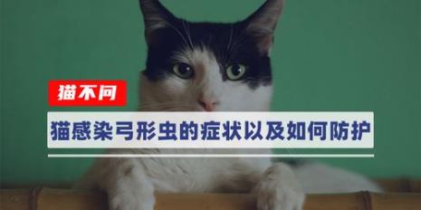 五个月大的猫咪多久驱一次虫