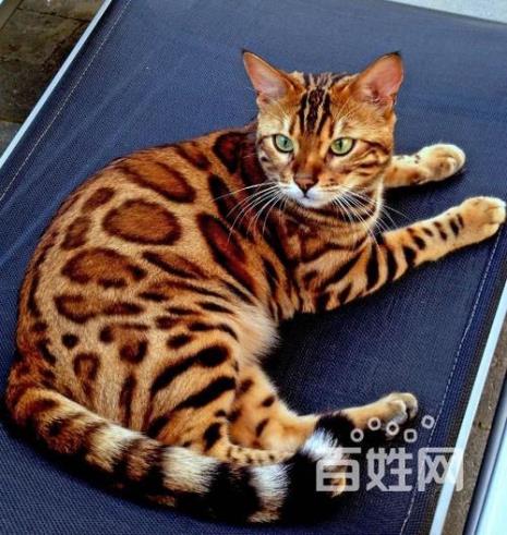 孟加拉豹猫是国家保护动物吗