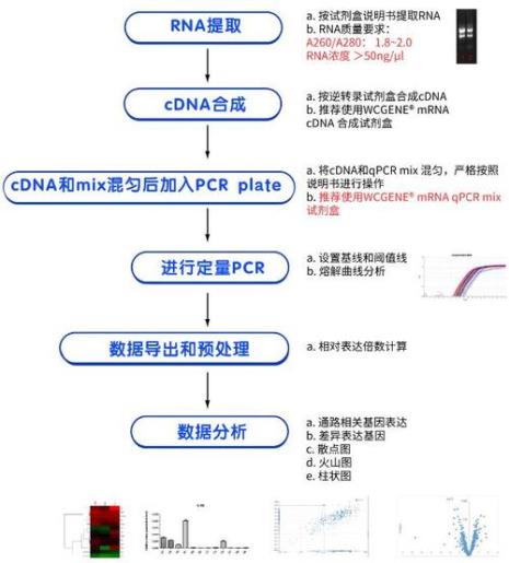 PCR反应体系不包括