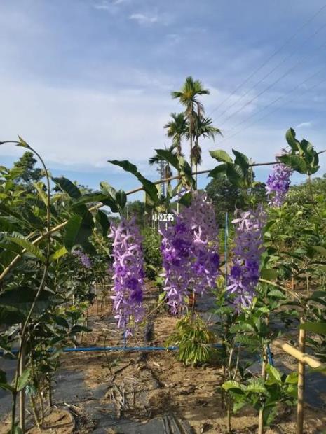 大叶蓝花藤和小叶蓝花藤的区别